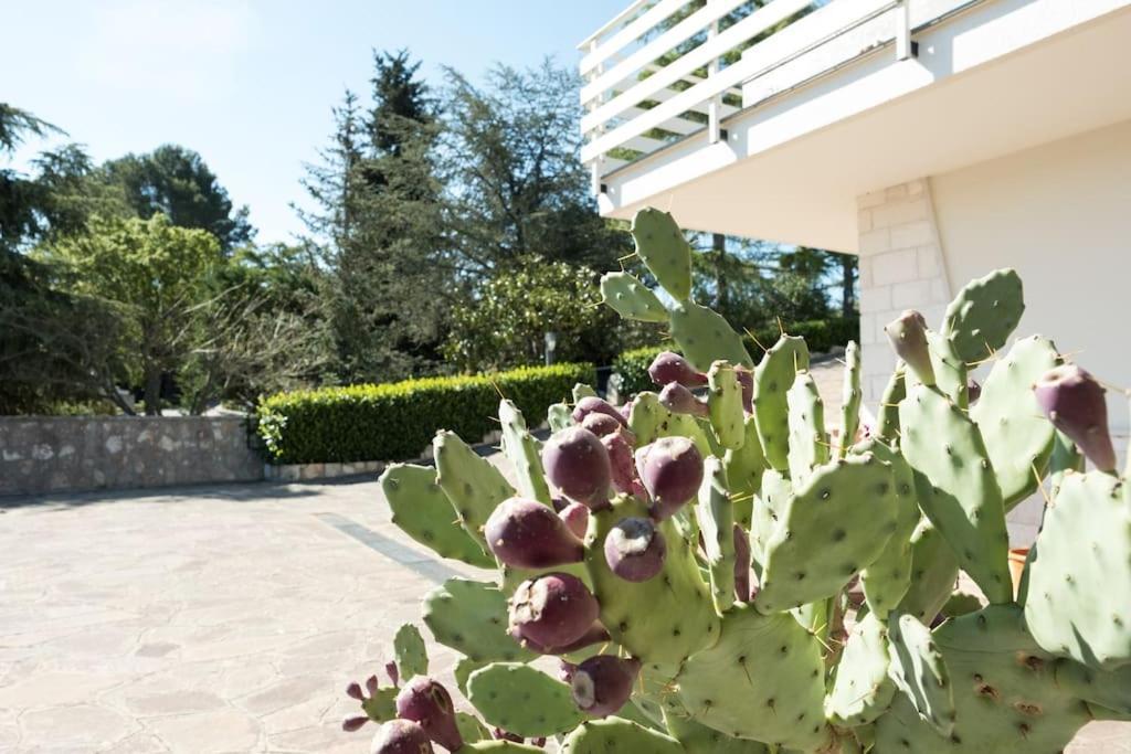 Villa Del Petraro Valle D'Itria Noci Extérieur photo